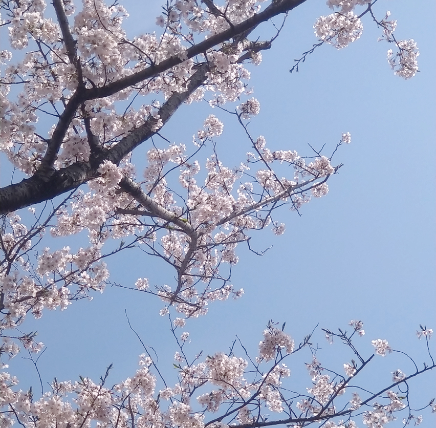 春は良いよねぇ~桜は国体だよな